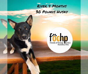 - Mix Dogs for adoption in Menifee, CA, USA