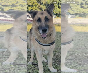 German Shepherd Dog Dogs for adoption in Plantation, FL, USA