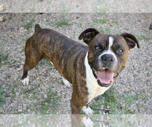 Boxer Dogs for adoption in Manchester, MO, USA
