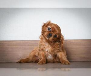 Cavalier King Charles Spaniel Dogs for adoption in Eden Prairie, MN, USA