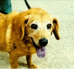 Basset Retriever Dogs for adoption in Rockaway, NJ, USA