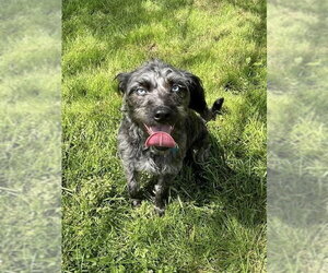 Poodle (Miniature)-Unknown Mix Dogs for adoption in Osgood, IN, USA