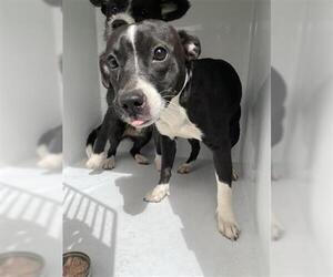 Cairn Terrier-Labrador Retriever Mix Dogs for adoption in Houston, TX, USA