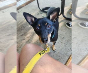 Chihuahua-Unknown Mix Dogs for adoption in garner, NC, USA