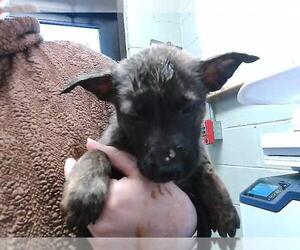 German Shepherd Dog-Unknown Mix Dogs for adoption in Tulsa, OK, USA