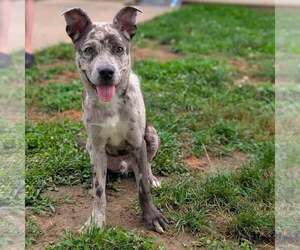 American Staffordshire Terrier-Unknown Mix Dogs for adoption in New Oxford , PA, USA