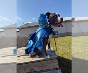 American Pit Bull Terrier Dogs for adoption in Louisville, KY, USA