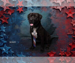 Labrador Retriever-Unknown Mix Dogs for adoption in San Diego, CA, USA