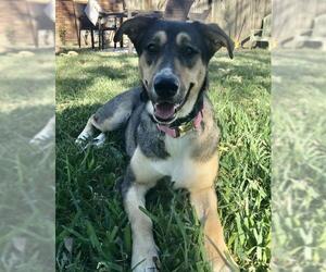 German Shepherd Dog-Greyhound Mix Dogs for adoption in Houston, TX, USA