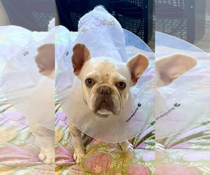 French Bulldog Dogs for adoption in Boca Raton, FL, USA