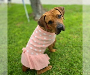 Redbone Coonhound Dogs for adoption in Long Beach, CA, USA