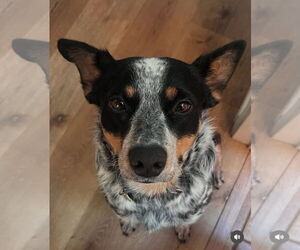 Mutt Dogs for adoption in Milpitas, CA, USA