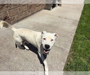 American Pit Bull Terrier-Unknown Mix Dogs for adoption in Tulsa, OK, USA