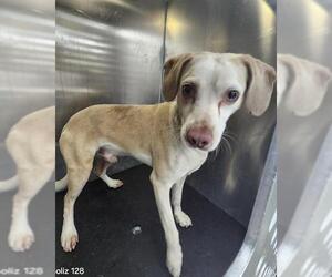 Mutt Dogs for adoption in San Antonio, TX, USA