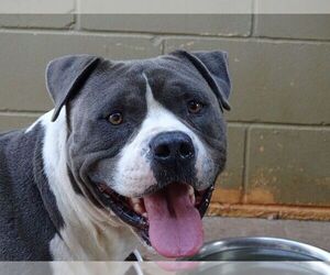 American Pit Bull Terrier Dogs for adoption in Athens, AL, USA