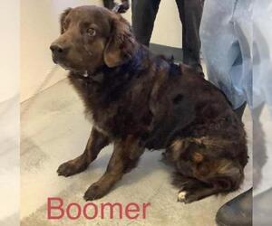 Spanador Dogs for adoption in Elkton, MD, USA