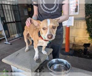 Chihuahua Dogs for adoption in Pasadena, CA, USA