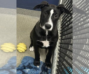 Labrador Retriever-Unknown Mix Dogs for adoption in Sterling, MA, USA