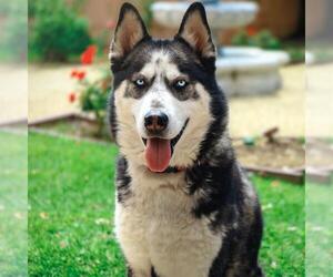 Siberian Husky Dogs for adoption in Camarillo, CA, USA