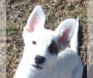 Unknown-white german shepherd Mix Dogs for adoption in Conway, AR, USA