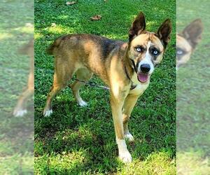 German Shepherd Dog-Huskies  Mix Dogs for adoption in Griffin, GA, USA