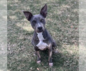 American Pit Bull Terrier-Unknown Mix Dogs for adoption in Texas City, TX, USA