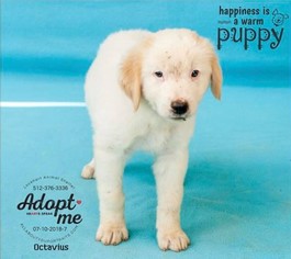 Great Pyrenees-Unknown Mix Dogs for adoption in Whitewright, TX, USA