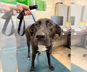 Labrador Retriever-Unknown Mix Dogs for adoption in Mobile, AL, USA