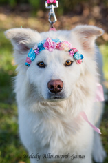Samoyed Dogs for adoption in north little rock, AR, USA