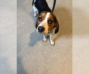Beagle Dogs for adoption in Newaygo, MI, USA