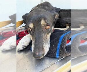 Aussiedor Dogs for adoption in Stockton, CA, USA