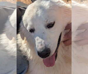Great Pyrenees Dogs for adoption in Apple Valley, CA, USA