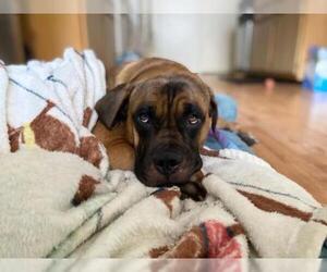 Boxer-Mastiff Mix Dogs for adoption in Silver Spring, MD, USA