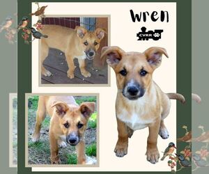Australian Shepherd-Retriever Mix Dogs for adoption in Lindsay, CA, USA