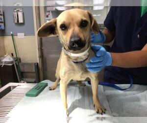 Chihuahua-Unknown Mix Dogs for adoption in Riverside, CA, USA