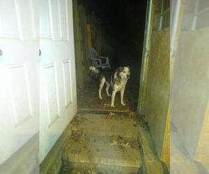 Huskies -Labrador Retriever Mix Dogs for adoption in Florence, AL, USA