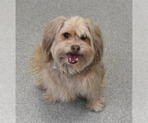 Havanese Dogs for adoption in Fort Collins, CO, USA