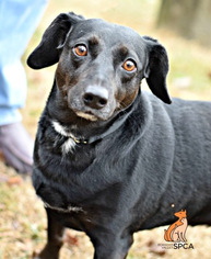 Miniature Bull Terrier Dogs for adoption in Roanoke, VA, USA