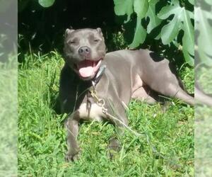 American Pit Bull Terrier Dogs for adoption in Glenwood, GA, USA