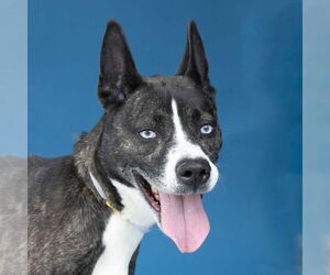 American Pit Bull Terrier-Siberian Husky Mix Dogs for adoption in Pasadena, CA, USA