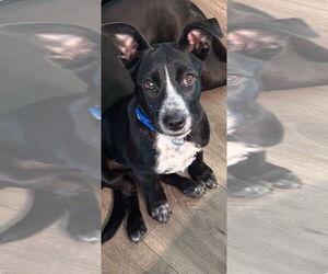 Medium Photo #1 Border-Aussie Puppy For Sale in Salt Lake City, UT, USA