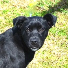 Boxador Dogs for adoption in bailey Island, ME, USA