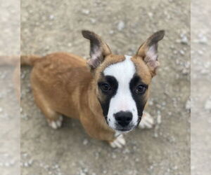 American Pit Bull Terrier-Basenji Mix Dogs for adoption in Evansville, IN, USA