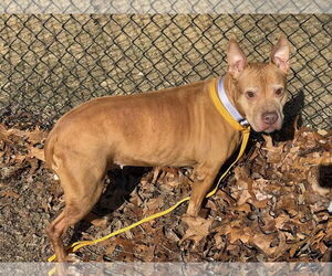 American Pit Bull Terrier-Unknown Mix Dogs for adoption in Millersville, MD, USA