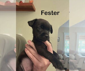 Mutt Dogs for adoption in Aurora, IN, USA