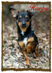 Chiweenie Dogs for adoption in Griffin, GA, USA