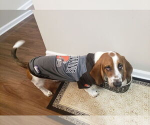 Basset Hound Dogs for adoption in Brookville, OH, USA