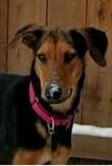 Medium Photo #1 Coonhound-Doberman Pinscher Mix Puppy For Sale in Coldwater, MI, USA