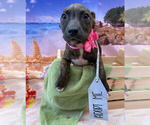 Bullboxer Pit Dogs for adoption in Sanford, FL, USA