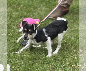 Chihuahua-Unknown Mix Dogs for adoption in Yardley, PA, USA